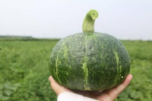 栗子娱乐吃瓜,揭秘栗子娱乐吃瓜背后的真相