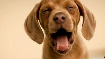 吃瓜娱乐酱小狗,揭秘娱乐圈萌宠背后的故事