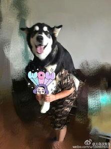 娱乐吃瓜酱爸爸的宠物,揭秘明星宠物的趣味生活